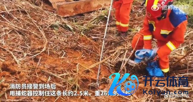 村民在草丛发现蟒蛇消防拿获 专科队列飞速反馈
