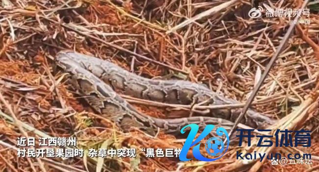 村民在草丛发现蟒蛇消防拿获