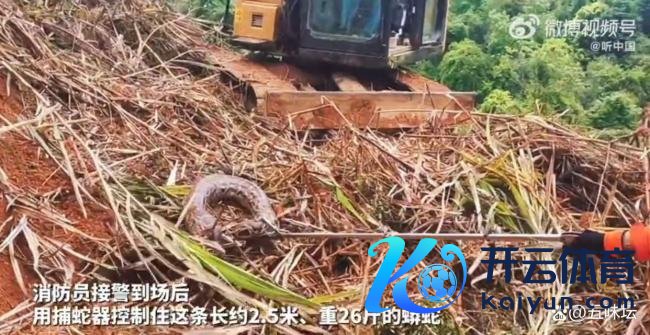 村民在草丛发现蟒蛇消防拿获 专科队列飞速反馈
