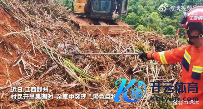 村民在草丛发现蟒蛇消防拿获 专科队列飞速反馈