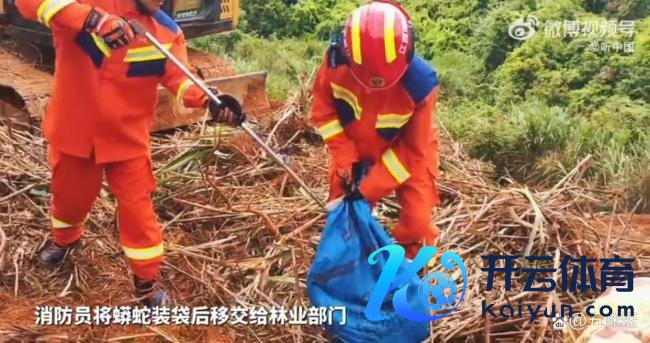 村民在草丛发现蟒蛇消防拿获 专科队列飞速反馈
